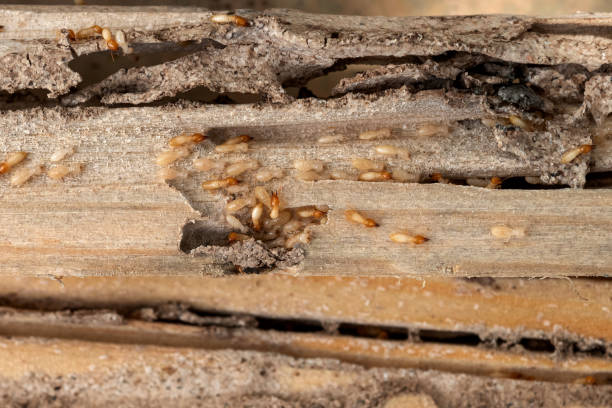 Best Residential Pest Control  in White Salmon, WA